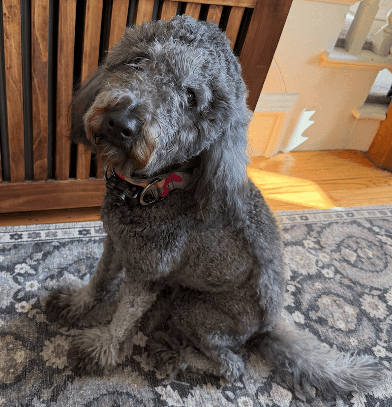 Purebred Goldendoodle (female) image 3