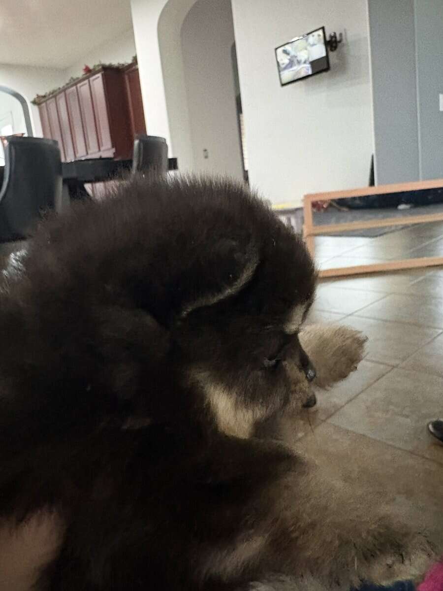 Pomeranian pups image 1