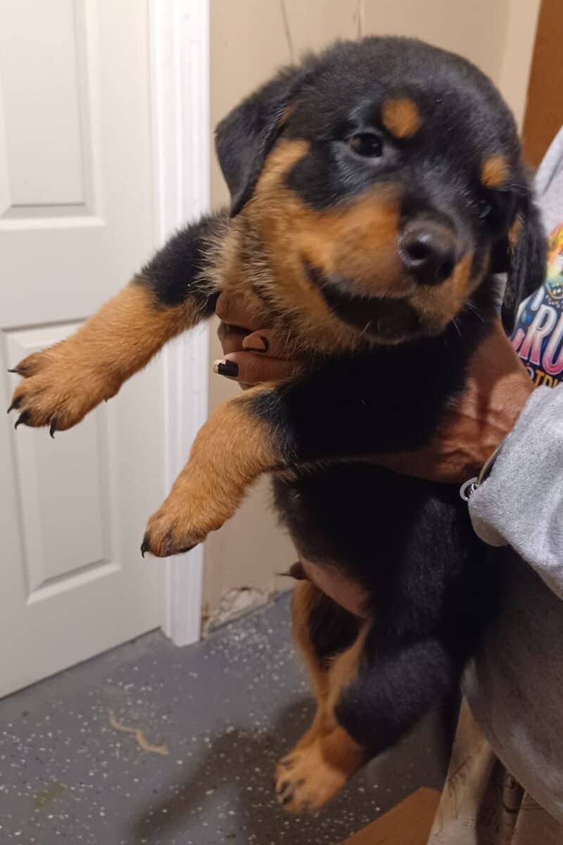 Rottie Pups For Sale image 11