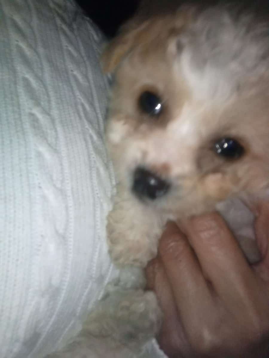 Maltipoo puppy image 1