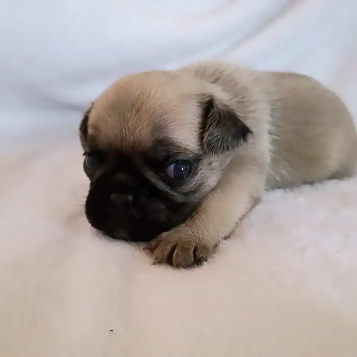 Loving Pugs image 7