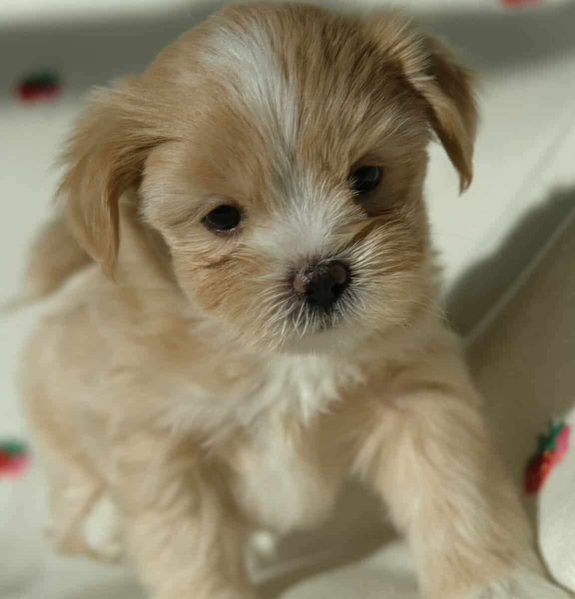Honey, tiny malshi! image 3