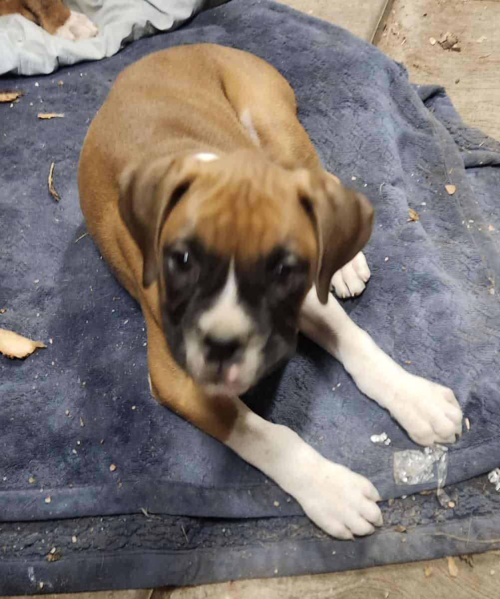 2 purebred 9 week male puppies image 3