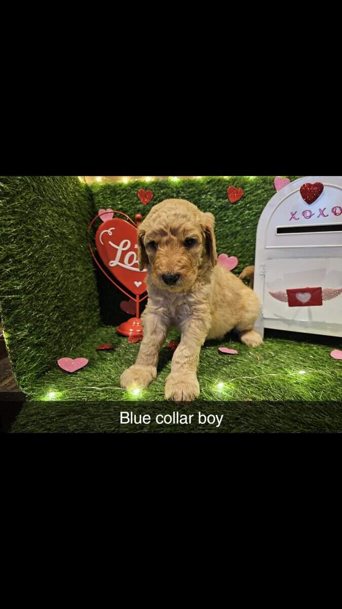 F1bb Standard Goldendoodles image 2