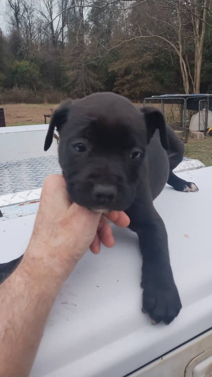 Cane-Corso puppies for sale image 2