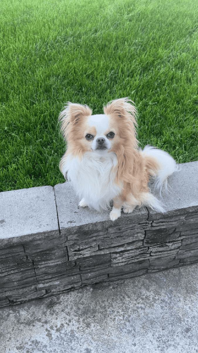 Long Hair Male Chihuahua image 1