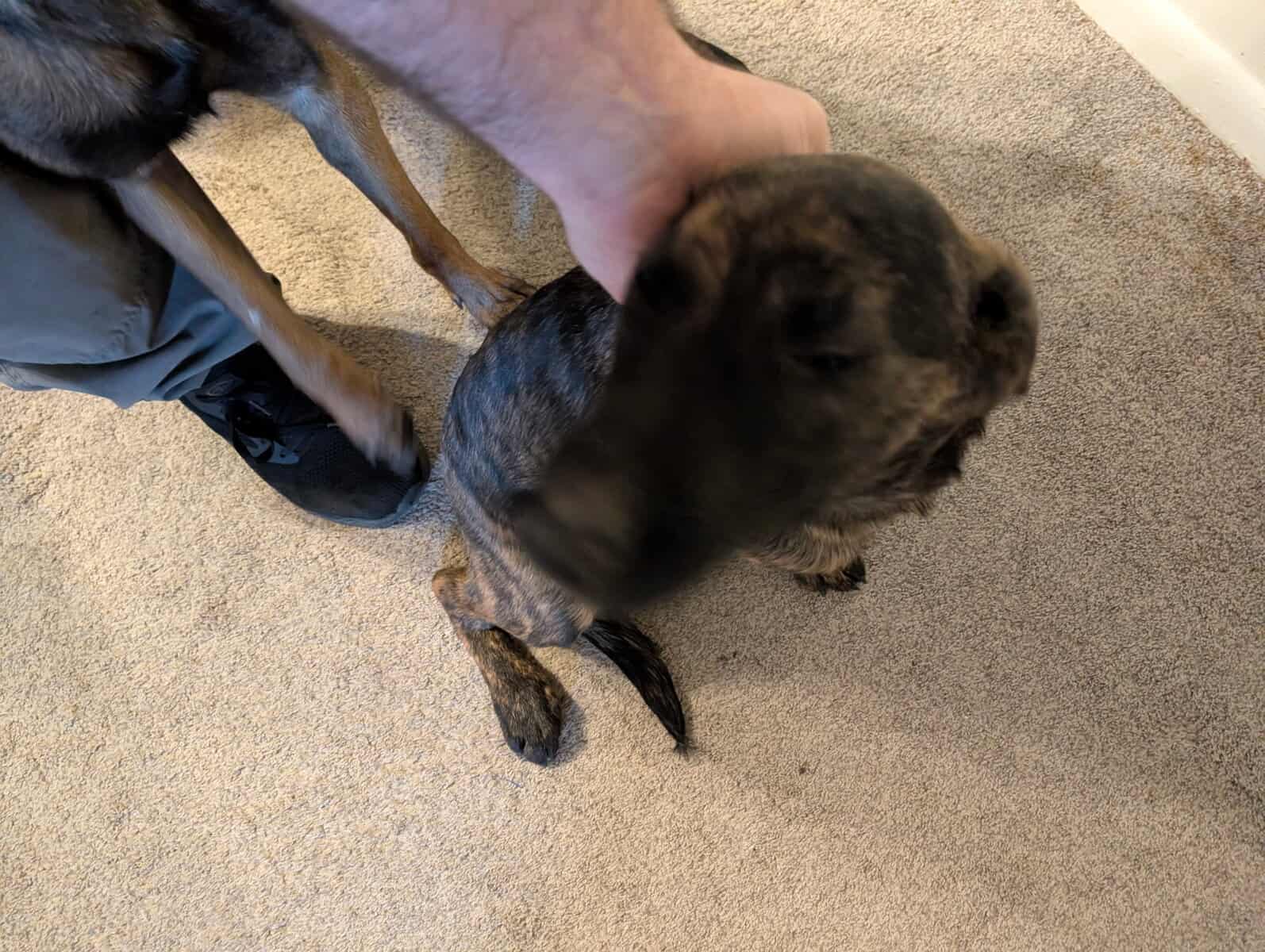 Belgian Malinois xLabrador puppies image 2