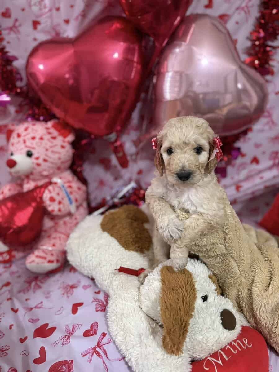 Goldendoodle Puippies image 12