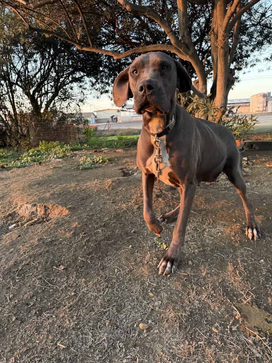 Dane puppy’s image 3