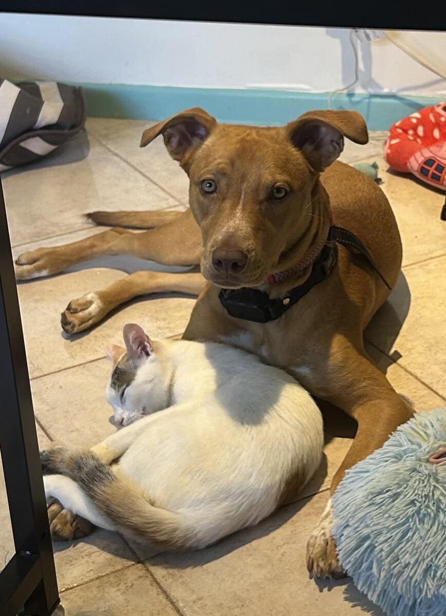 Need an urgent home for Nala image 3