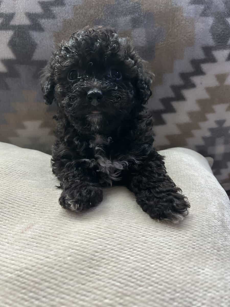 maltipoo puppies image 4