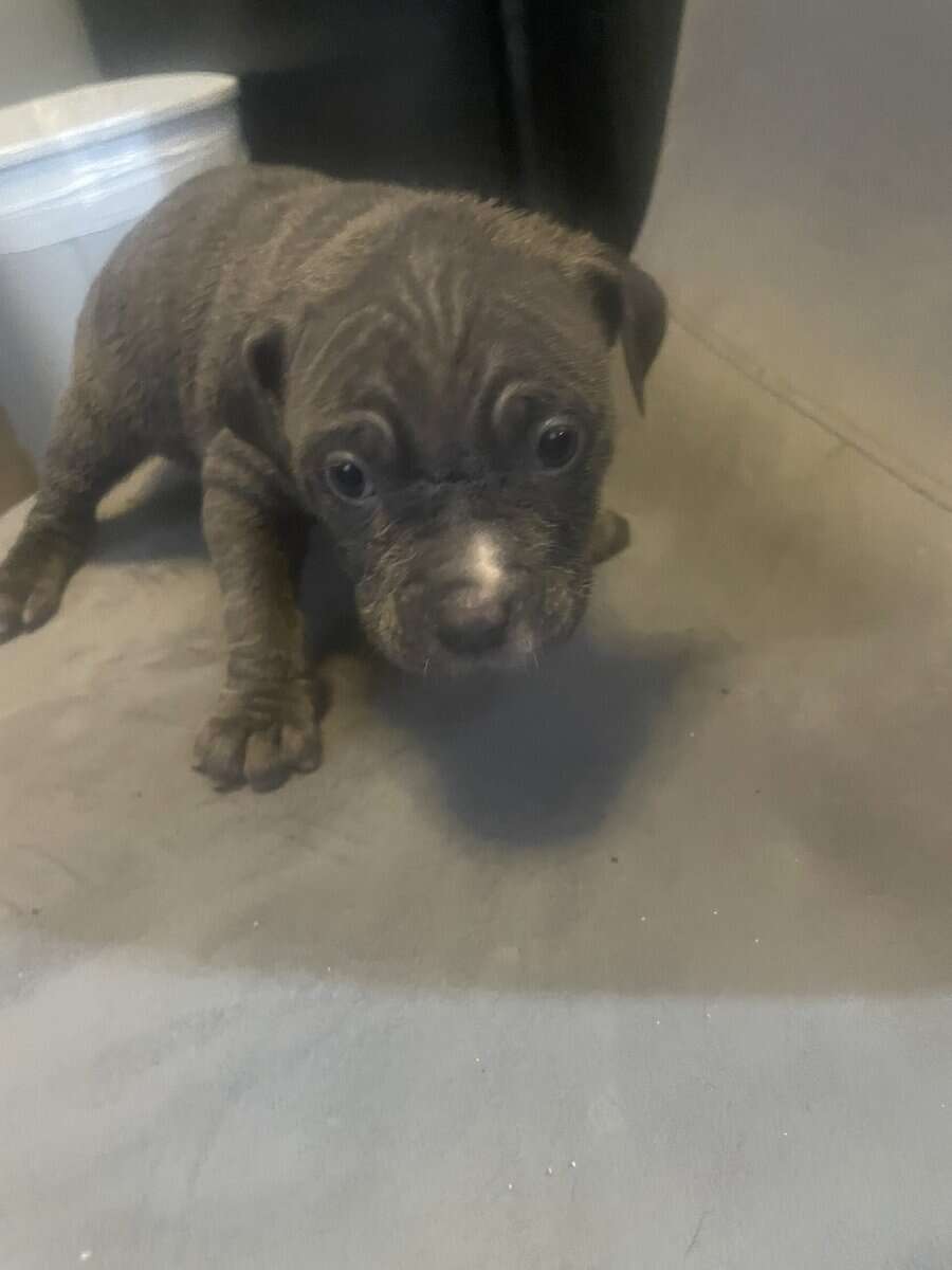 Pitt bull puppies for sale image 4