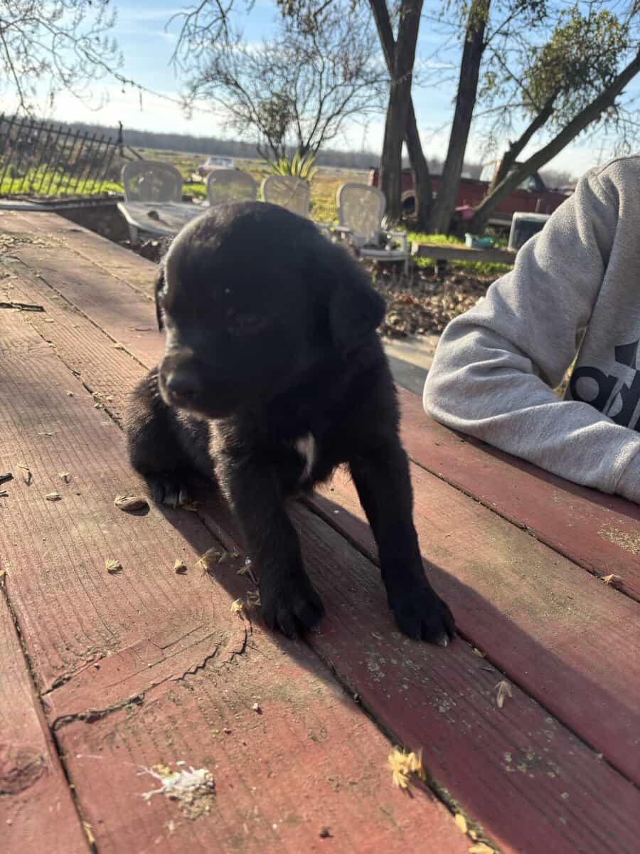 Australian Shepard/Border Collie puppies available image 2