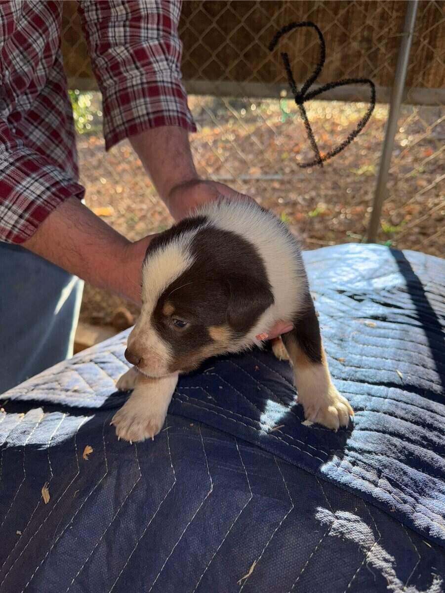 Border Collie/ Australian Shepard mix puppies image 7