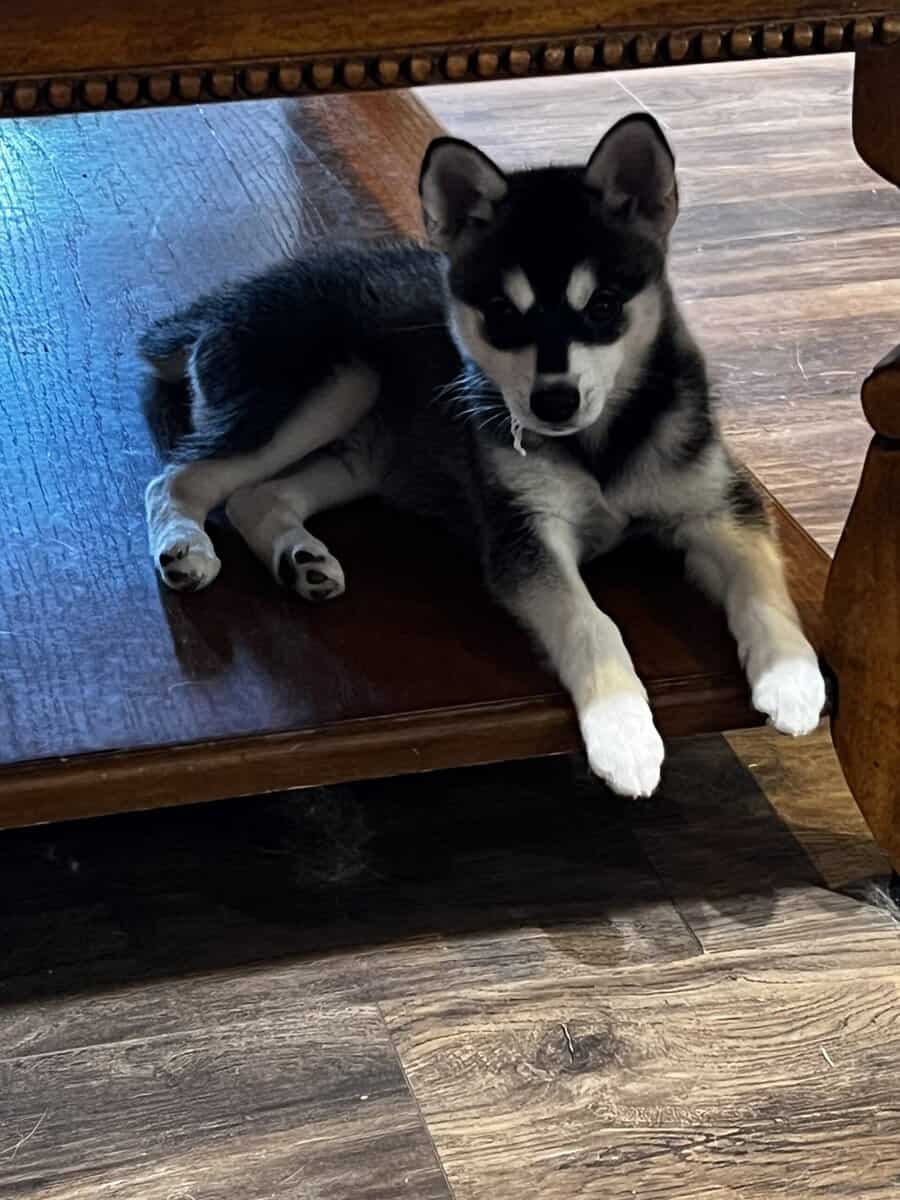 Alaskan Klee Kai Registered image 1