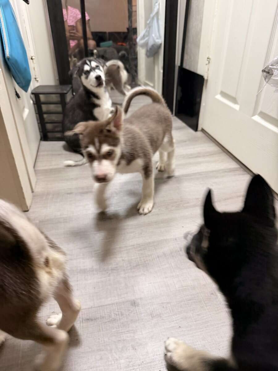 Siberian huskies image 5