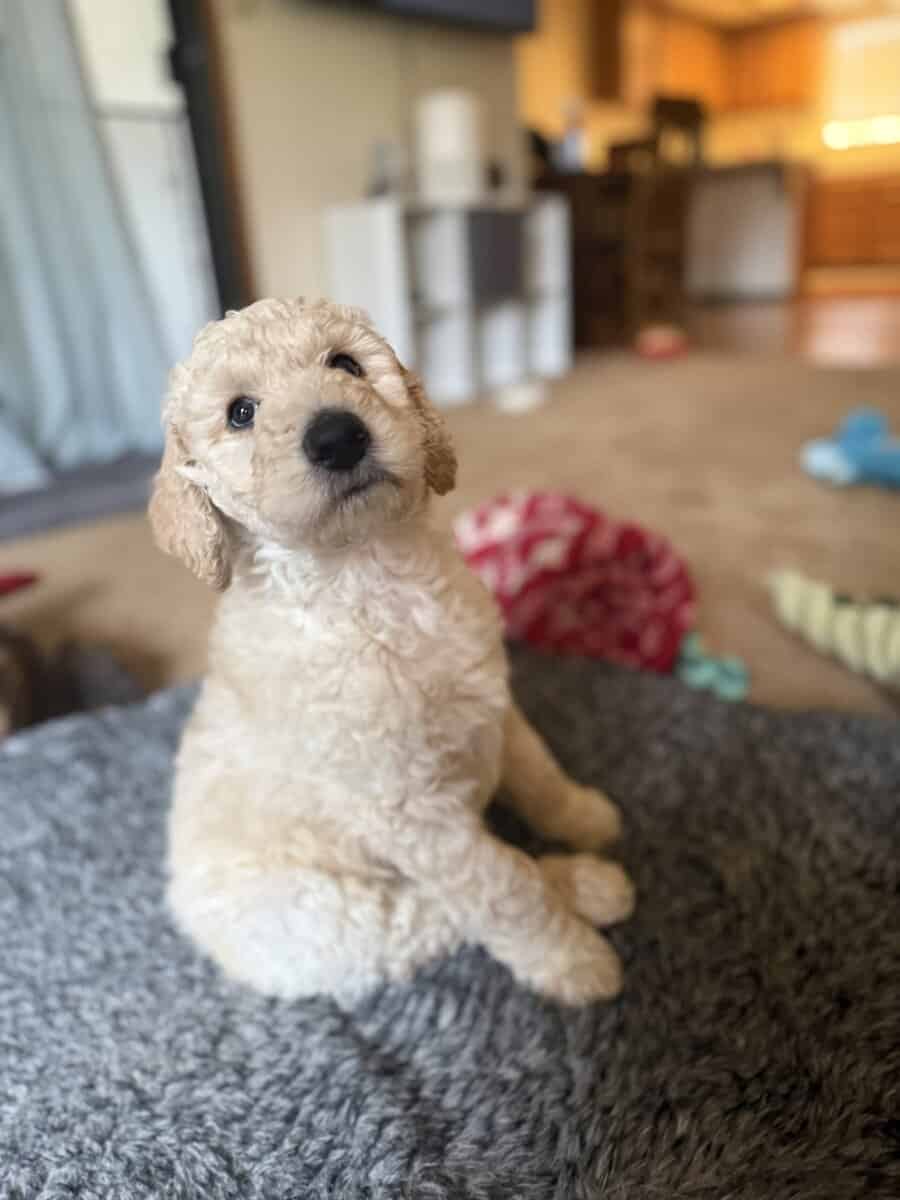 Standard Poodle puppies image 1