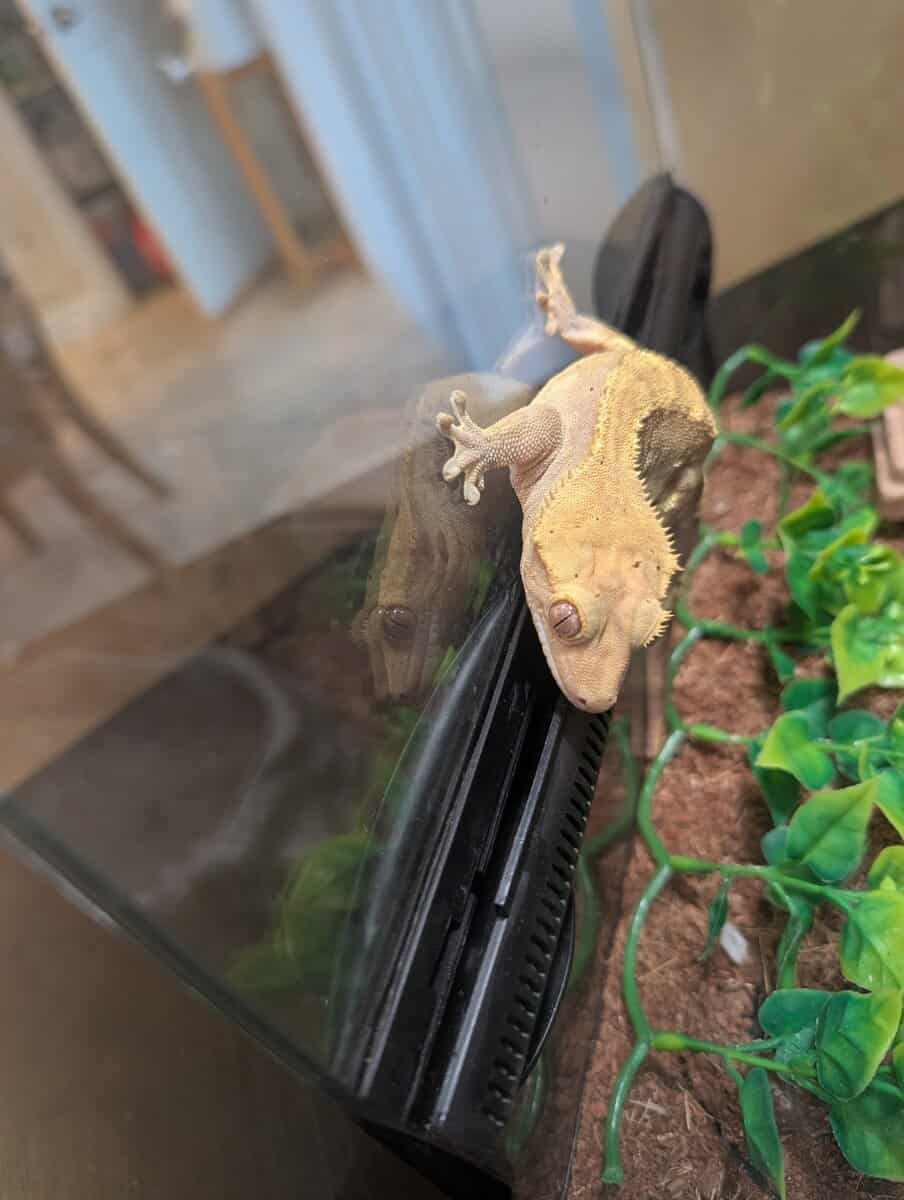 Crested and Leopard Geckos image 2