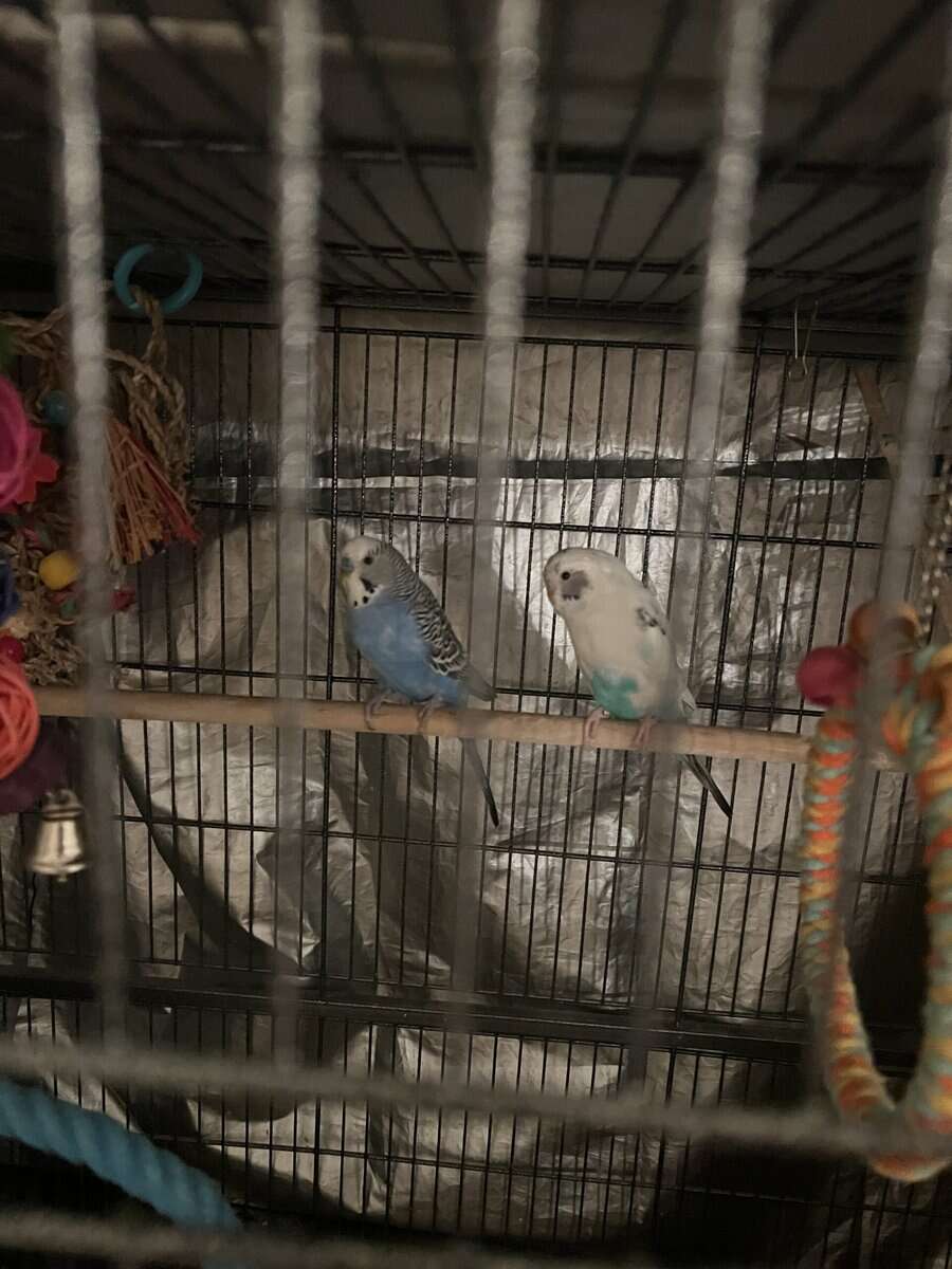 Two Parakeets for $75 plus cage and toys image 1