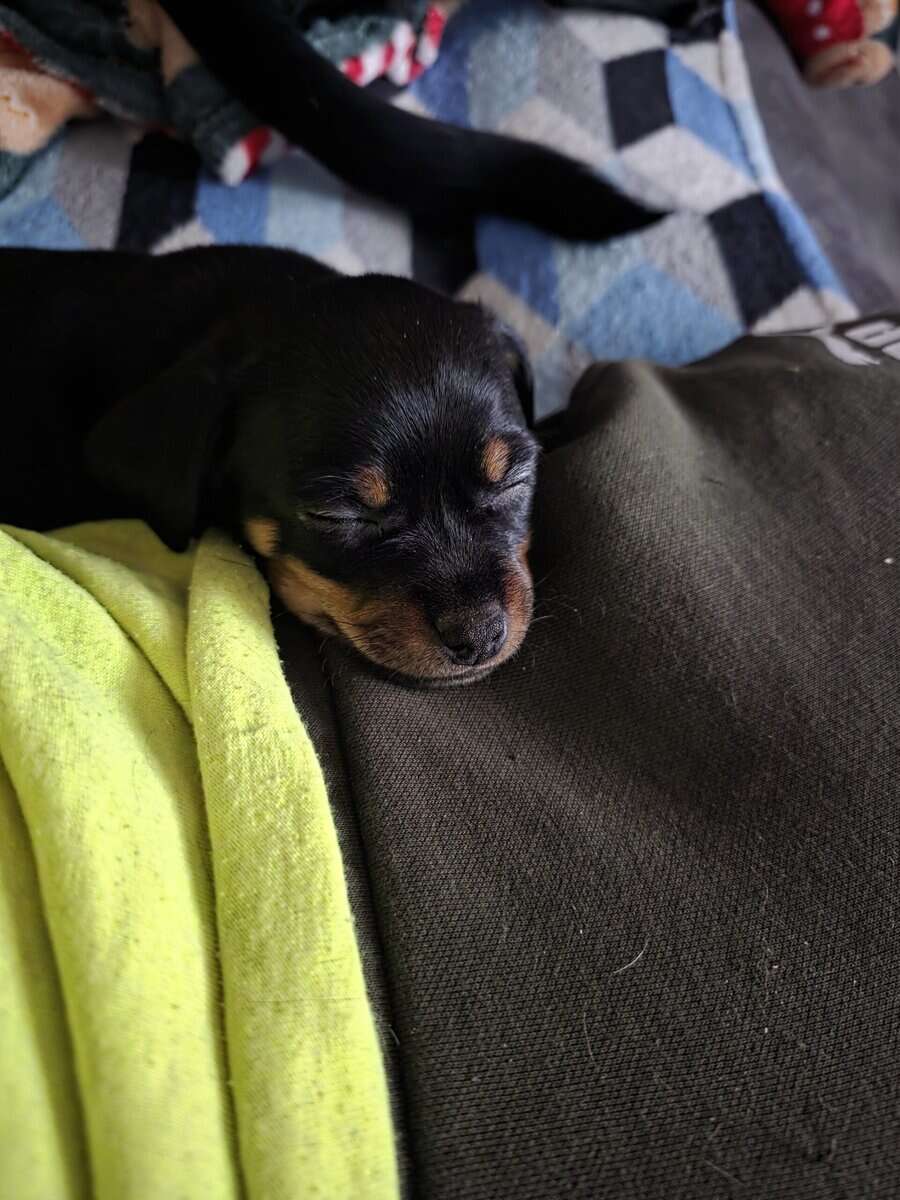 Male chihuahua puppy image 2