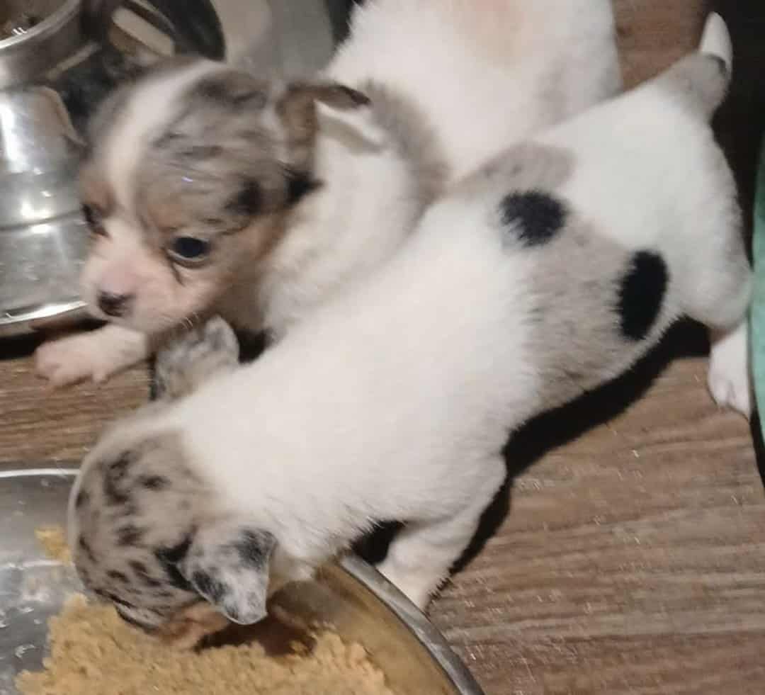 Tiny white with Merle piebald female chihuahua pup image 4