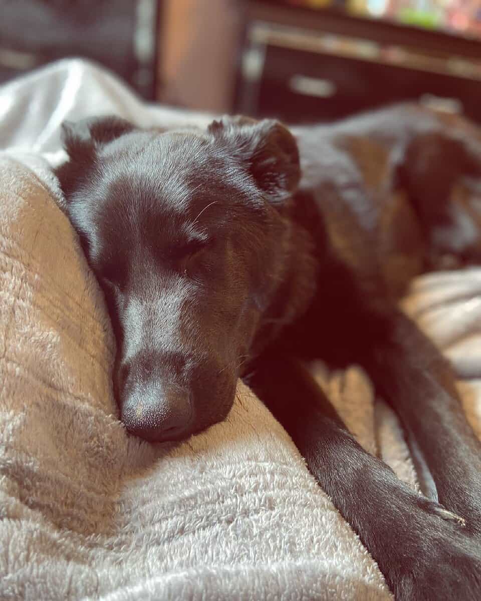 Giving my dog away due to life circumstances image 4