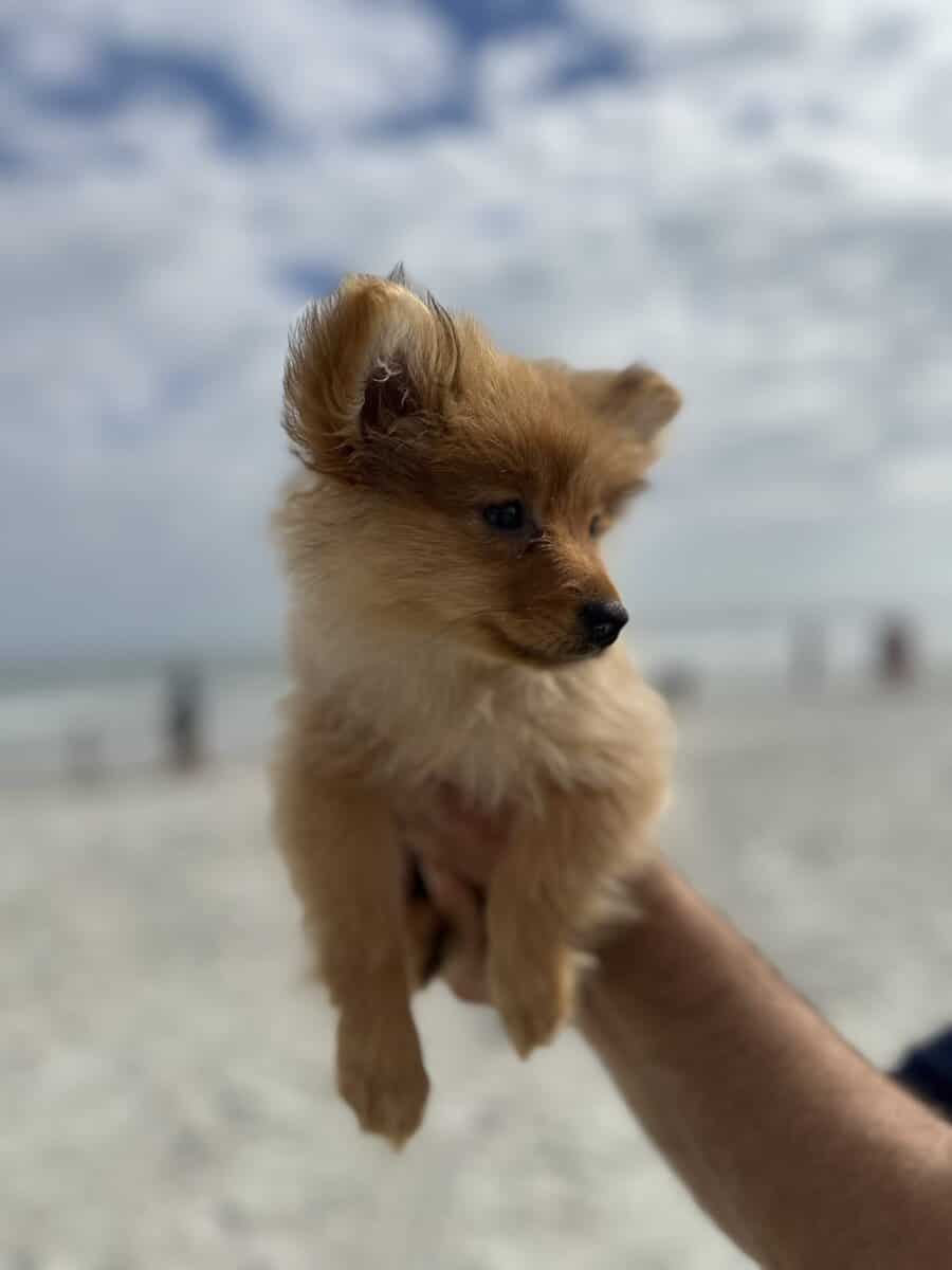 Pomeranian image 2
