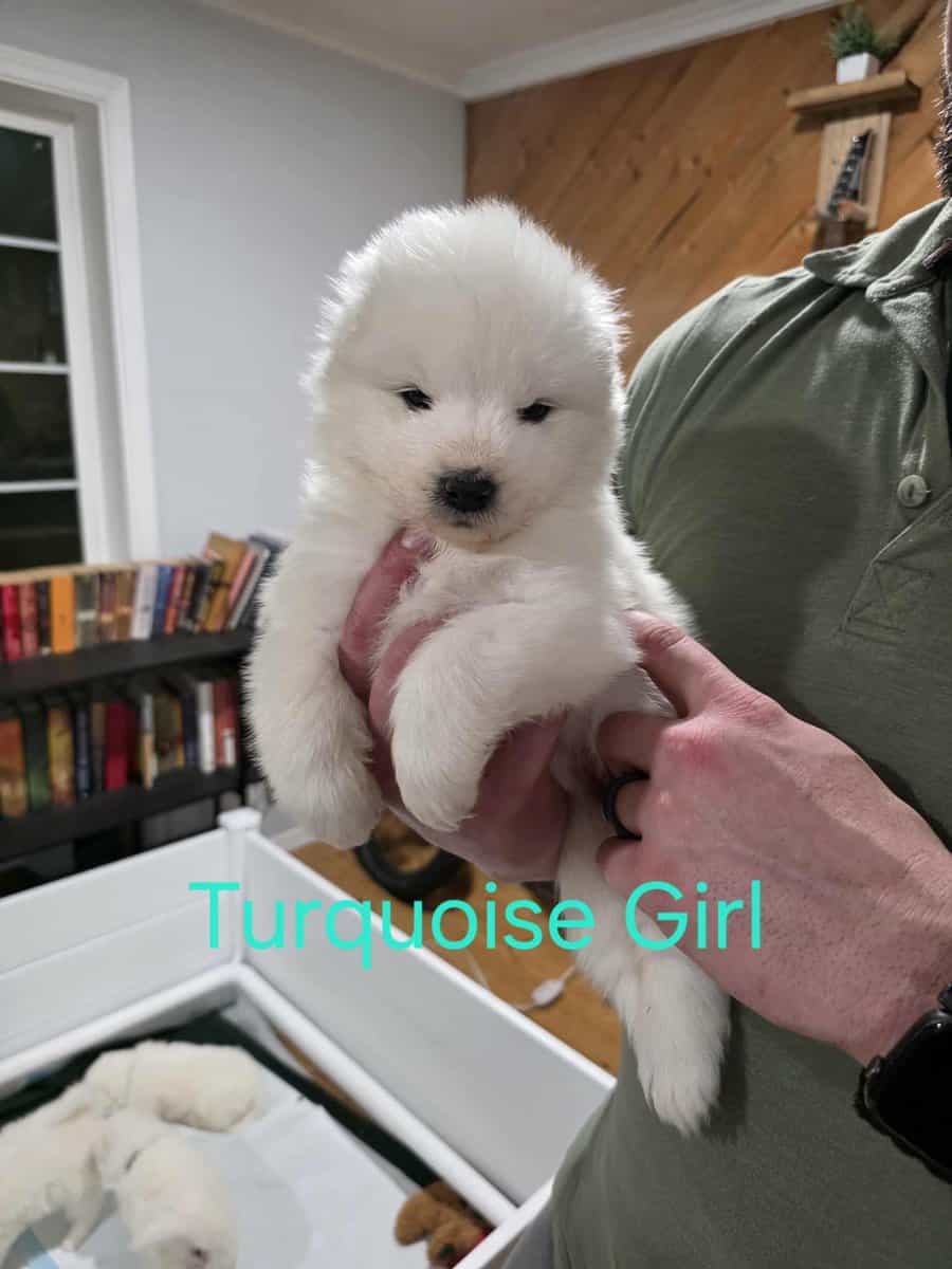Beautiful Samoyed Puppies image 6