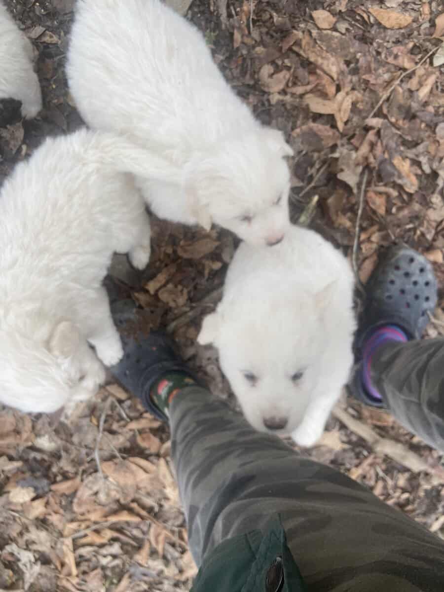 Great pyrennese puppies image 3