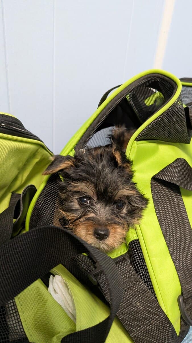 Adorable Party yorkies image 7