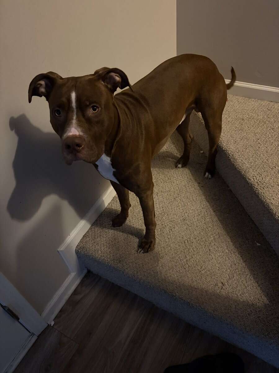 Looking to get rid of my 1.5 year old pitbull pupp image 3