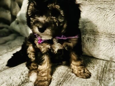 Maltipoo puppies DOB Nov 22, 2025