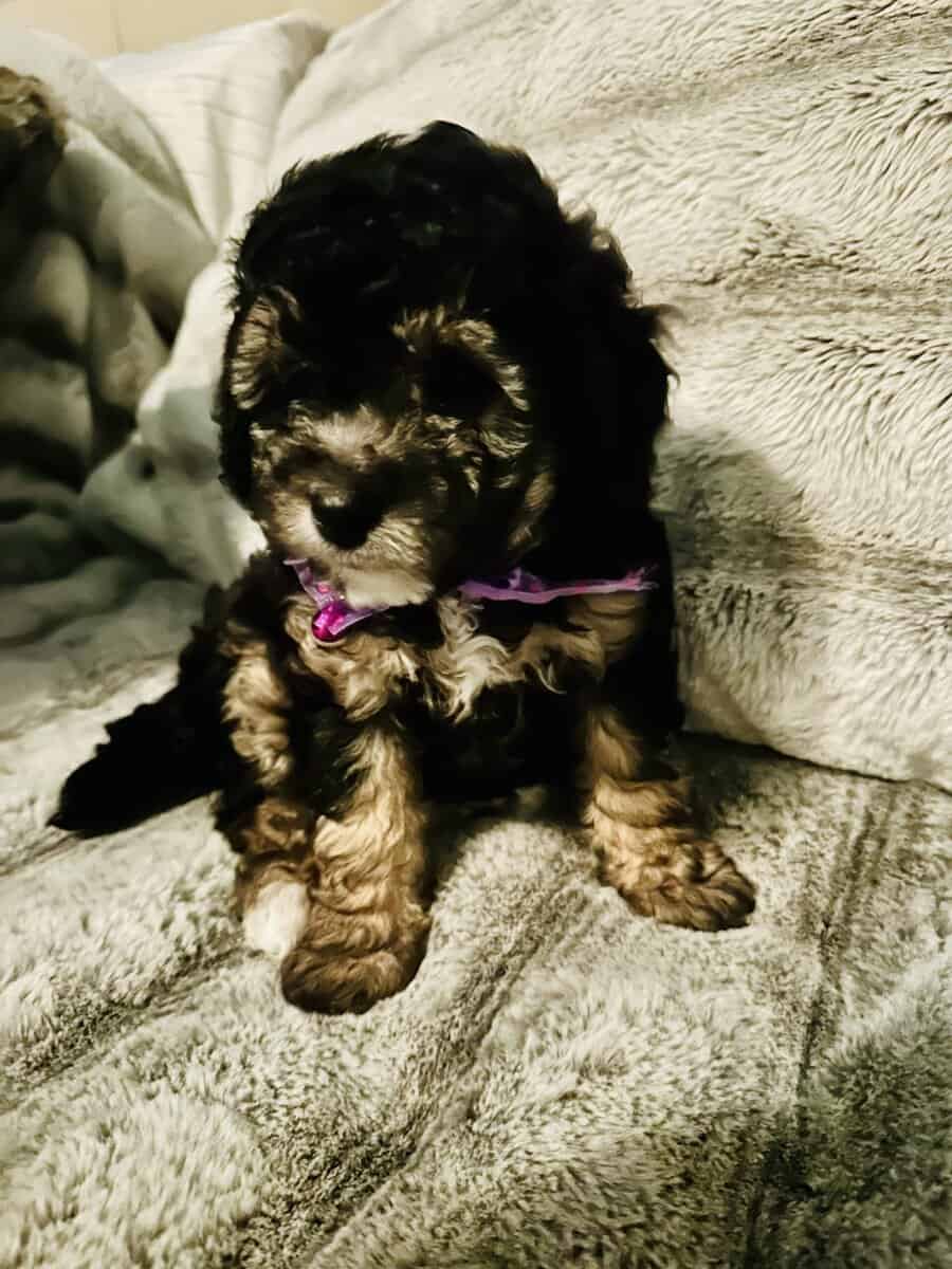 Maltipoo puppies DOB Nov 22, 2025 image 1