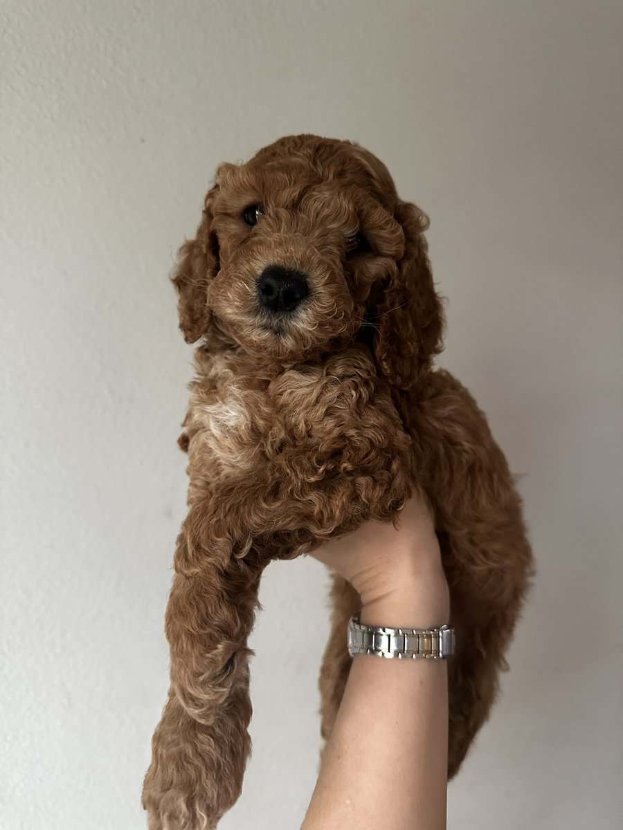 Mini goldendoodle puppies image 2