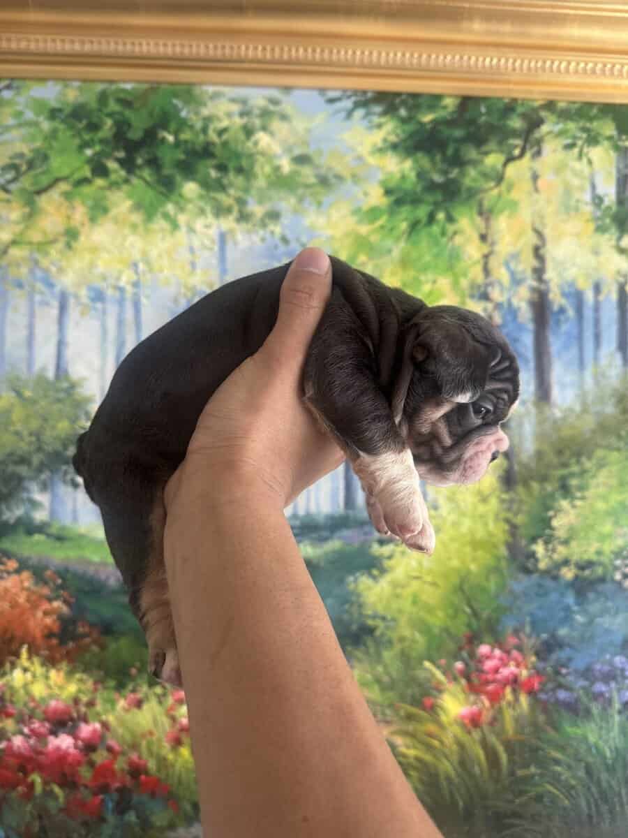 French Bulldog Puppies image 15