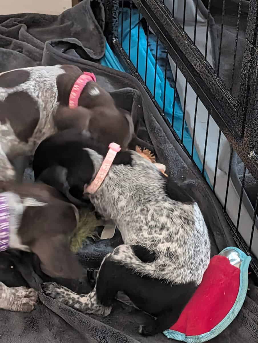 German Shorthair Pointer Puppies image 4