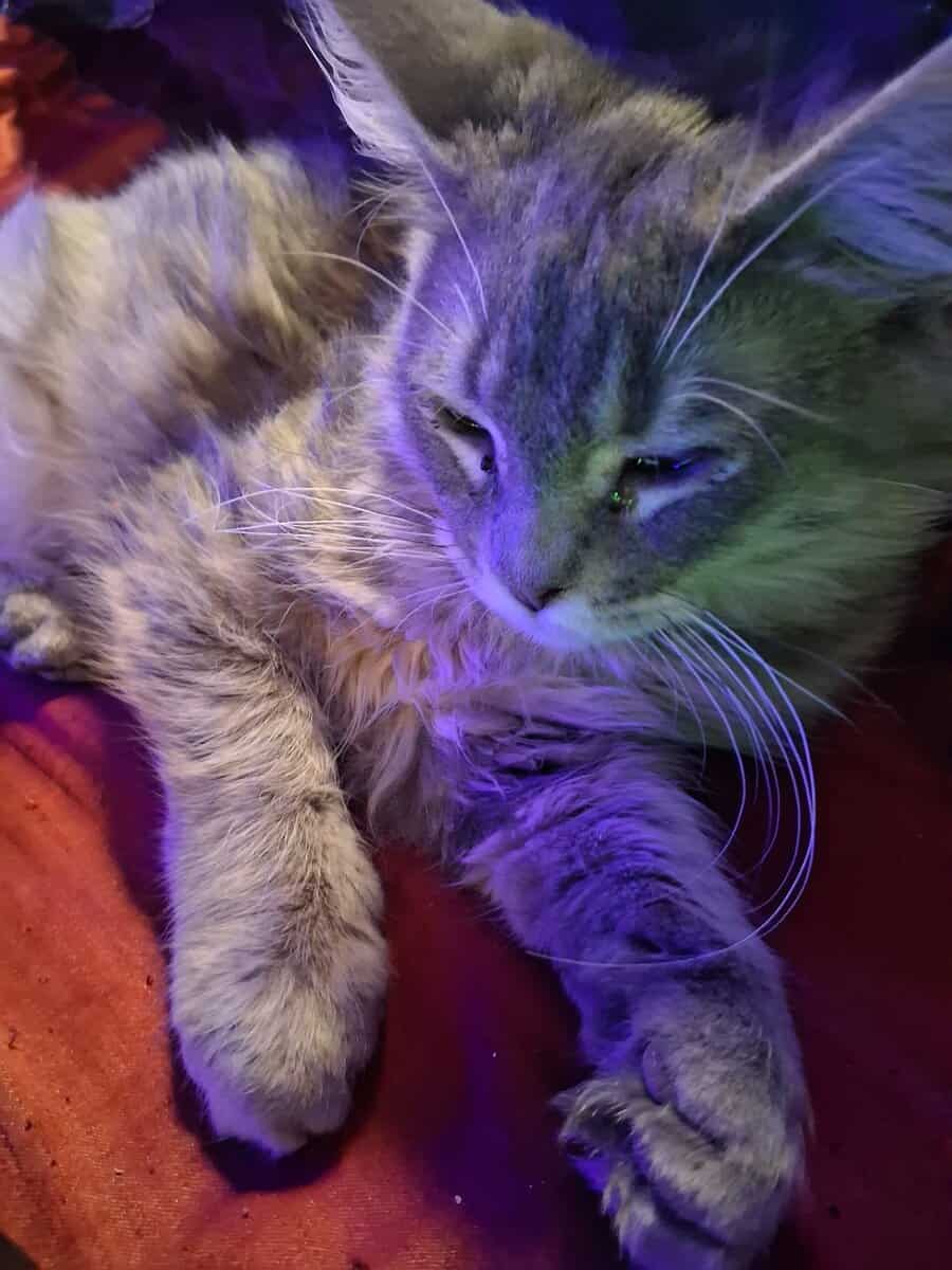 Looking to give away 2 kittens for free image 5