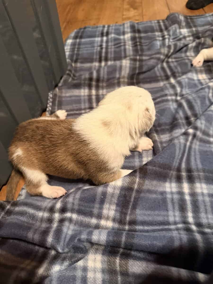 Male Puppies image 7