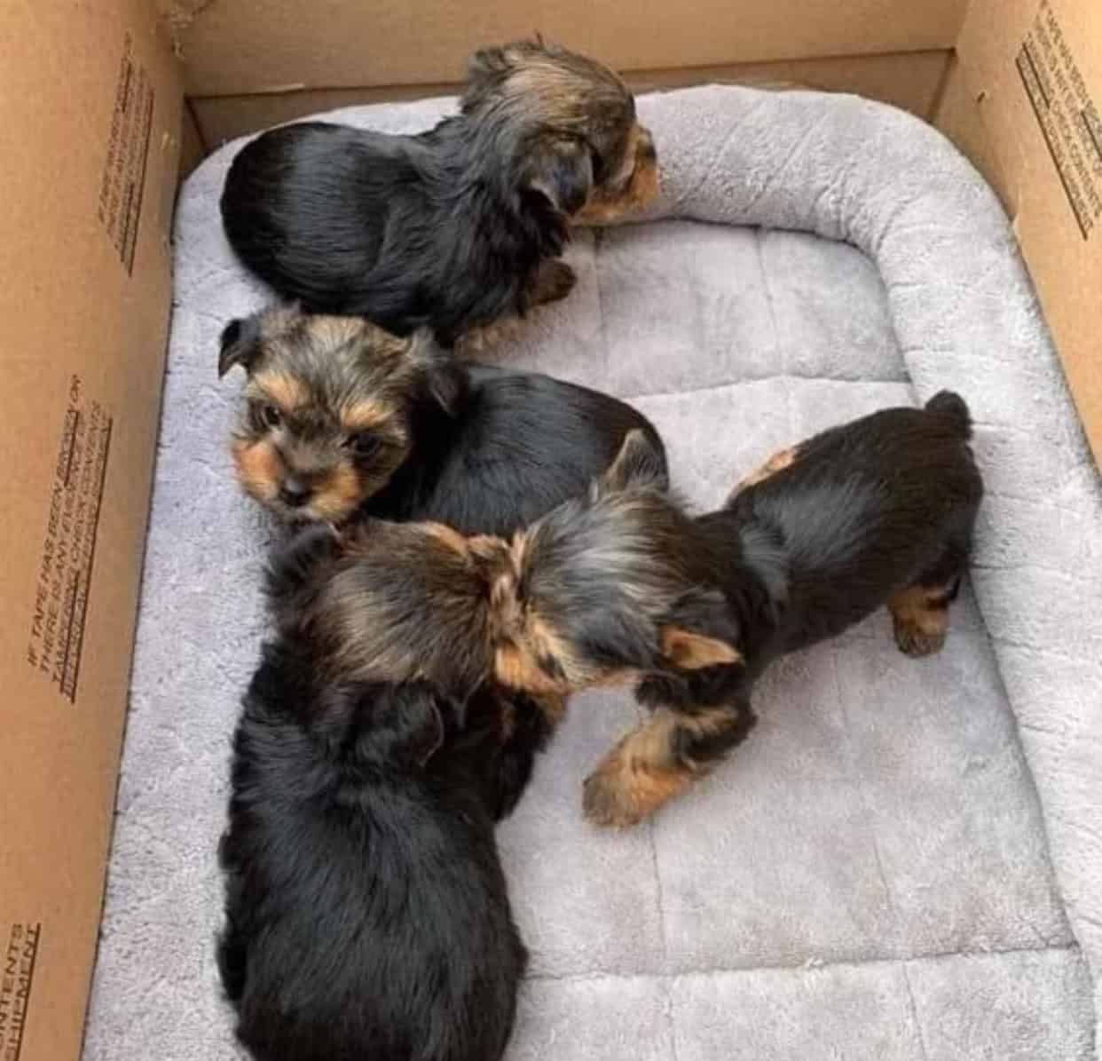 Yorkies puppies for rehoming image 1