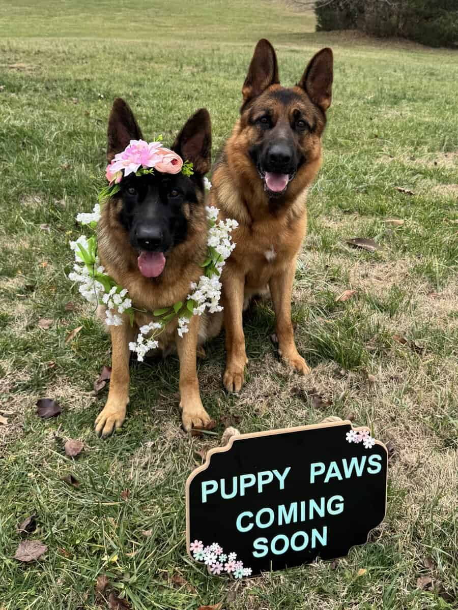 AKC GERMAN SHEPHERD PUPPIES-- CLASSIC DOB: 1/2/26 image 5