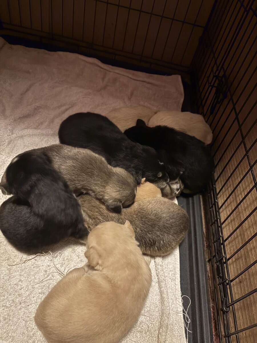 Goberian puppies image 1