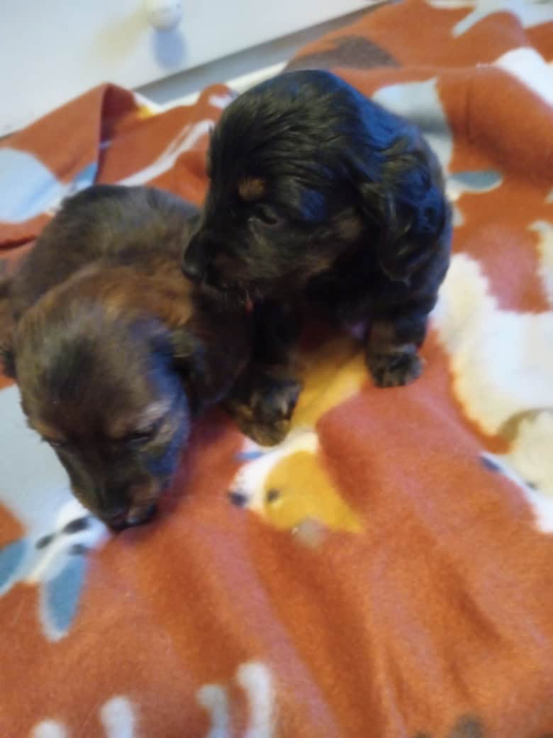 Dachshunds pups image 1