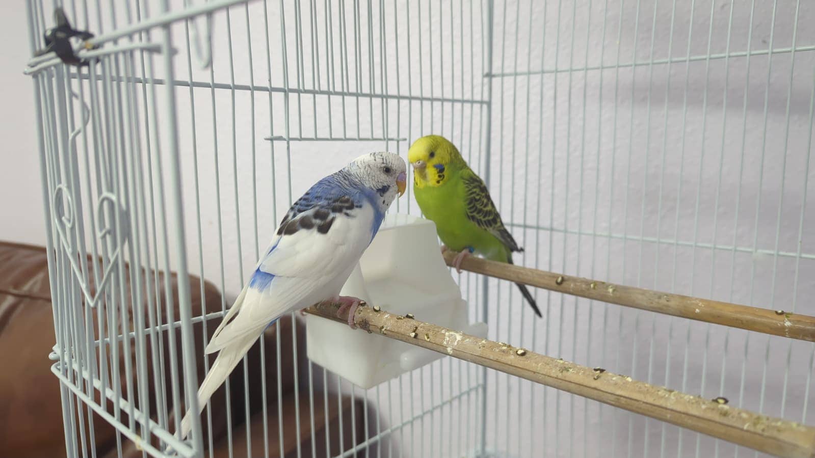 Parakeet pair image 2