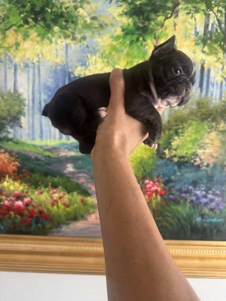 French Bulldog Puppies image 14