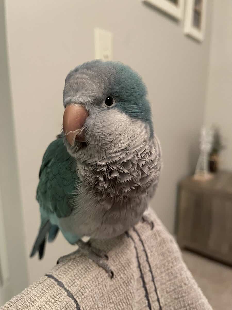 Quaker Parrot image 1