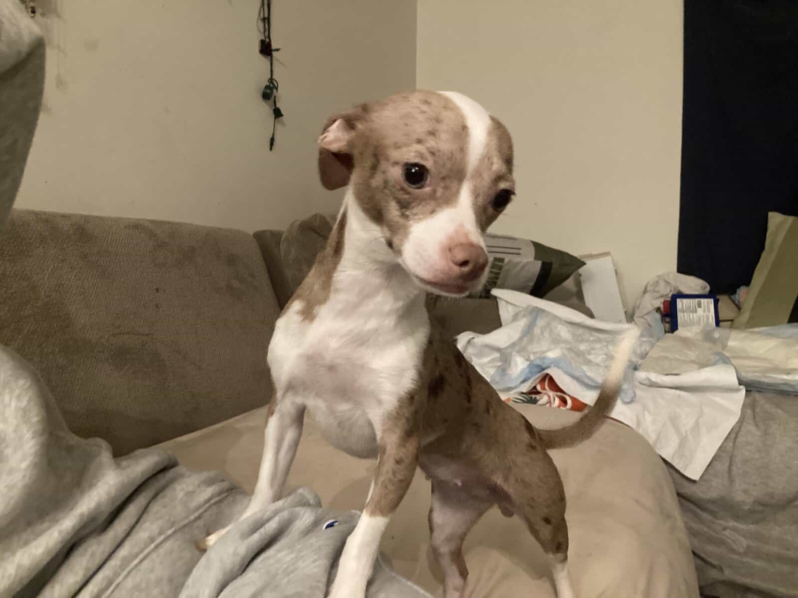 Chiweenie puppy 10 month merle female image 5