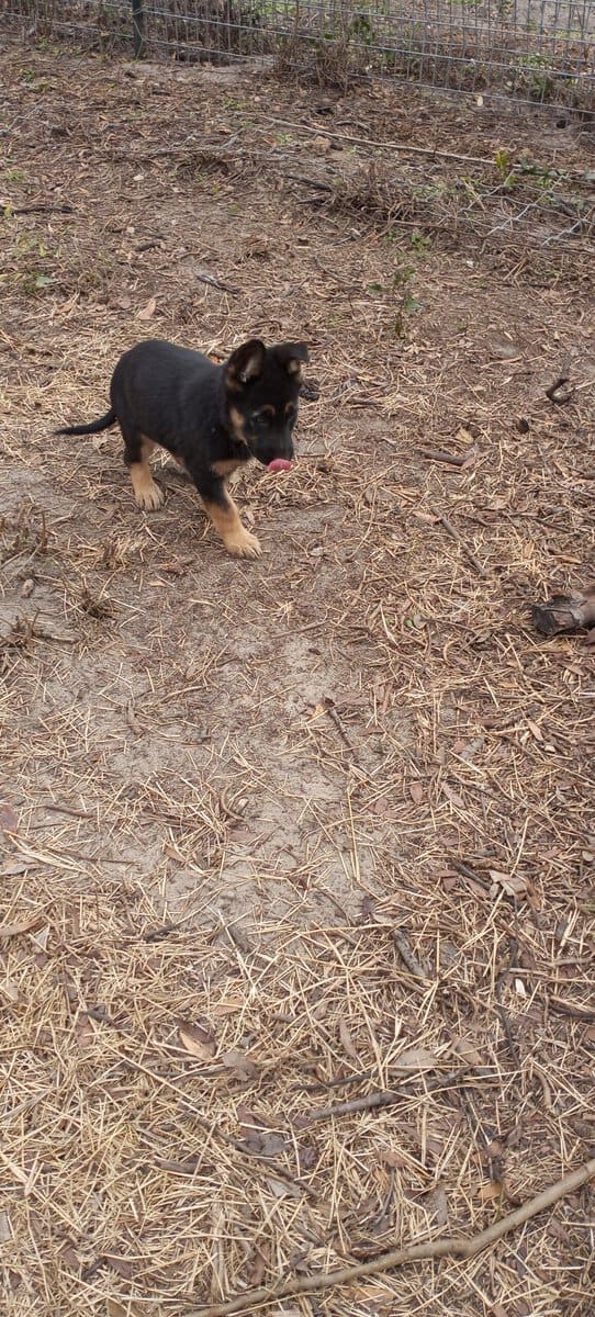 Registered German Shepherd Puppies image 10