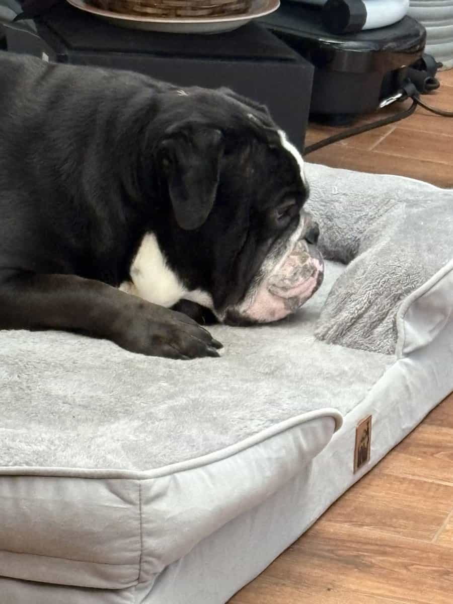 Bruno English Bulldog image 3