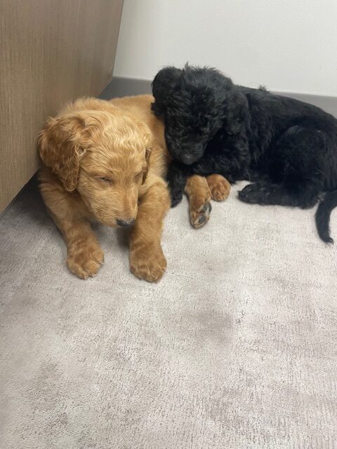 Doodle puppies ready for furever homes. image 8