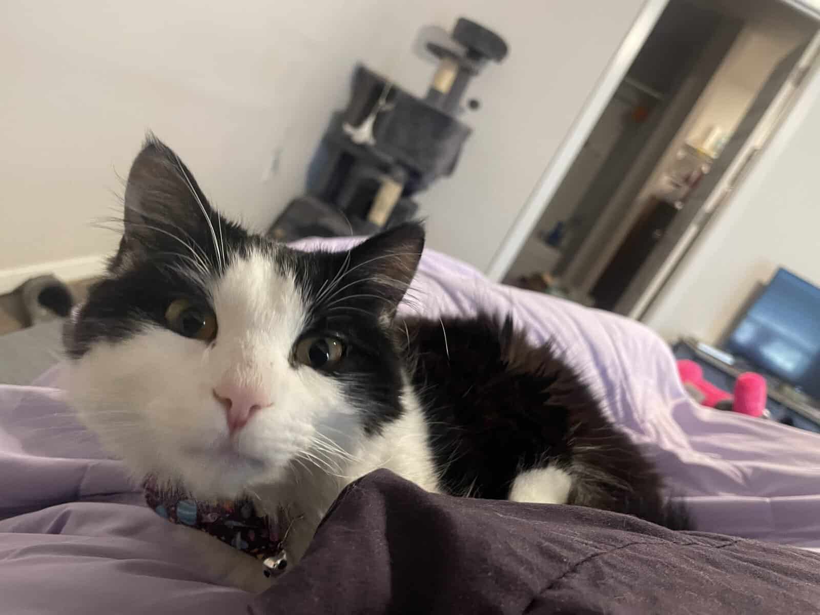 Code The Tuxedo Fluffy Domestic Kitten image 3